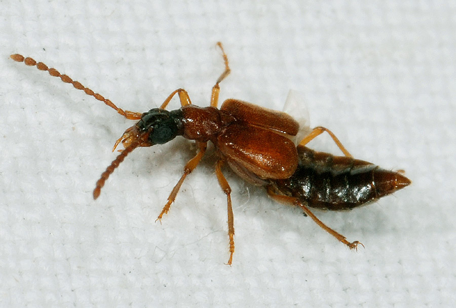 Da determinare - Staphylinidae multipli